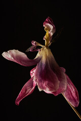 withered red and white tulip with stamens and petals isolated on black background