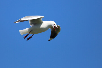 Rotschnabelmöwe / Red-billed gull / Larus scopulinus.