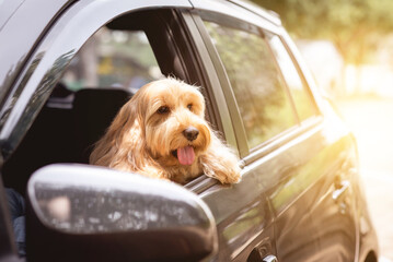 Cute dog sit in car on front seat. Portrait hairy adorable Cockapoo breeding mixed (American cocker...