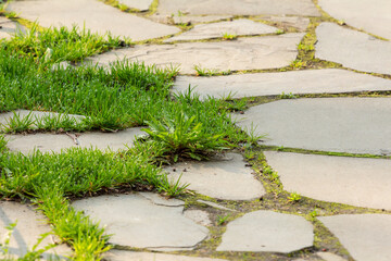 Green grass with morning dew drops on decorative stone garden path. Stone sheet material for decoration in garden path  Gardening and landscaping design decoration 