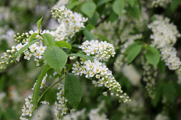 Bird cherry in spring, allergic plant. Branches with white flowers and fresh green leaves in a garden