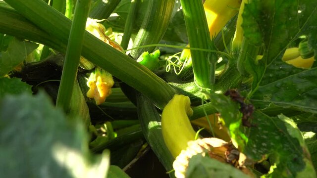 zucchini in the garden