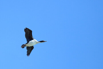 Australische Zwergscharbe oder Kräuselscharbe / Little pied cormorant or Little shag / Microcarbo melanoleucos.