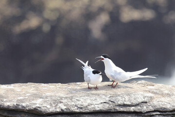 Taraseeschwalbe / White-fronted tern / Sterna striata