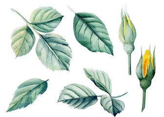 Leaves rose and buds on isolated white background, watercolor botanical illustration