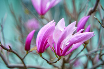 Fototapeta premium Blooming magnolia flowers in the city park