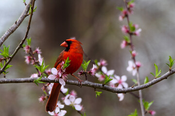 Cardinal Perched In Tree-0098