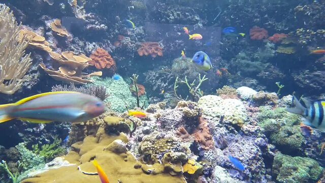 Underwater scene, saltwater reef aquarium with tropical colorful fish, anemonas, corals and plants in rainbow colors