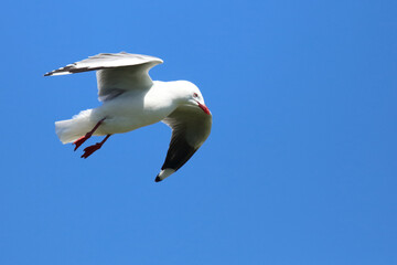 Rotschnabelmöwe / Red-billed gull / Larus scopulinus.