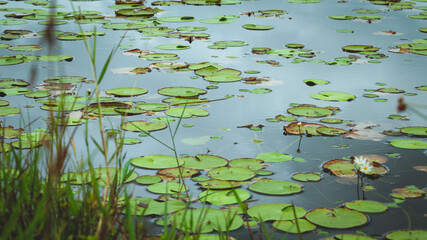 Hiyare natural water reservoir in a gloomy weather, water lily leaves and calm water surface..