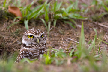 Burrowing Owl, Athene cunicularia, Broward County Park, Florida