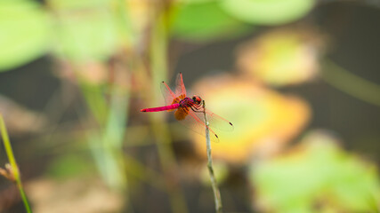 Red Dragonfly insect perched on to a plants stem near a lake.