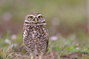 Burrowing Owl, Athene cunicularia, Broward County Park, Florida