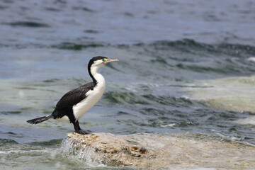 Elsterscharbe / Australian pied cormorant / Phalacrocorax varius