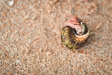 Hermit crab take a peek coming out from its spiral shell in a sandy beach.