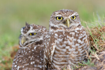 Burrowing Owl, Athene cunicularia, Broward County Park, Florida