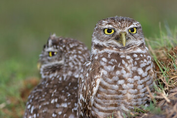 Burrowing Owl, Athene cunicularia, Broward County Park, Florida