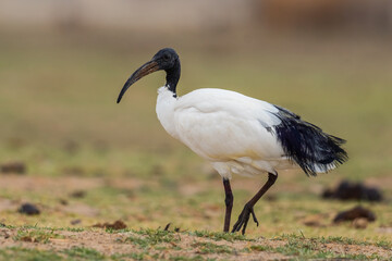 Obraz na płótnie Canvas Sacred Ibis - Threskiornis aethiopicus, beautiful black and white ibis from African fields and meadows, lake Ziway, Ethiopia.