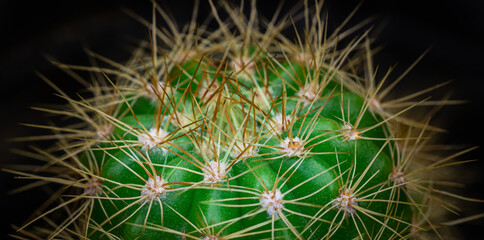 Lemon cactus plant and its sharp needles close up macro photograph,