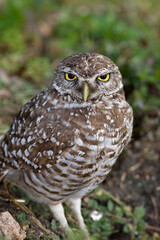 Burrowing Owl, Athene cunicularia, Broward County Park, Florida