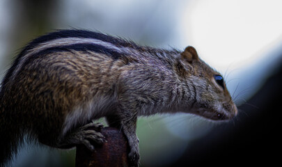 Fluffy squirrel about to jump, sitting on top of a pole.