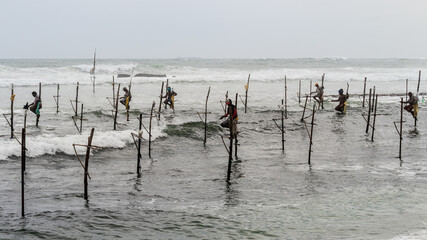 Mirissa, Sri Lanka - 07 26 2020: Group of Traditional Stilt fishermen holding fishing rods sitting on a stick crosses above the seawater surface patiently waiting for fish to taking the bait.
