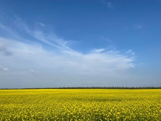Obraz premium Rape field with blue sky