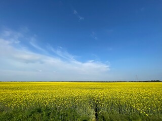 Rape field with blue sky