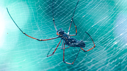 Giant golden orb weaver weaving a large spider web in the jungle. long red-legged weavers belly...