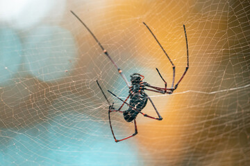 Giant golden orb weaver netting underneath view. creating a large net for prey like flying insects to get entangled.