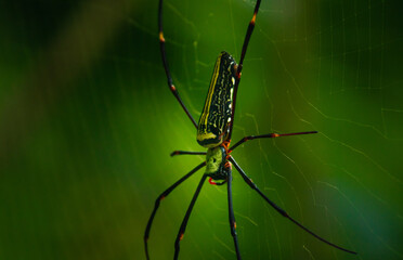 Giant golden orb weaver and its 8 long legs with bright color joints fully stretched in the nets view. waiting for prey like flying insects to entangled in the cobweb.