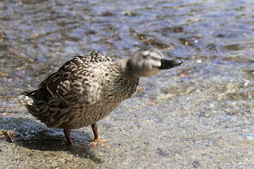 Stockente / Mallard / Anas platyrhynchos..