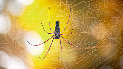 Giant golden orb weaver and its 8 long legs fully stretched in the nets view. waiting for prey like flying insects to entangled in the cobweb.