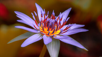 Macro photograph of a purple water lily flower and its pollen pattern.