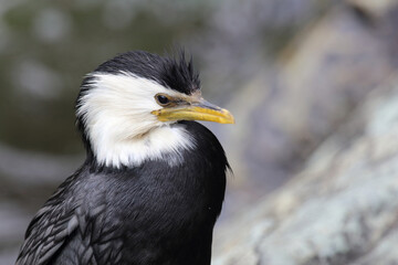 Obraz premium Australische Zwergscharbe oder Kräuselscharbe / Little pied cormorant or Little shag / Microcarbo melanoleucos