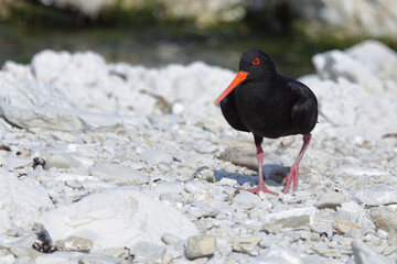 Neuseeländischer Austernfischer / Variable oystercatcher / Haematopus unicolor