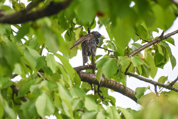 Common starling eating cherry on tree. Starling make damage in orchard