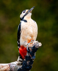 great Spotted woodpecker