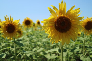 Yellow sunflowers on the field.