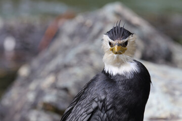 Australische Zwergscharbe oder Kräuselscharbe / Little pied cormorant or Little shag / Microcarbo...