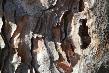 Tree bark. Wood moss. Abstract background. Macro.