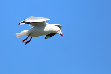 Rotschnabelmöwe / Red-billed gull / Larus scopulinus.