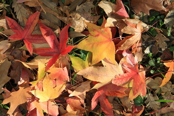 Autumn leaves. Green grass. Abstract background. Macro.