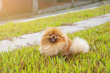 A cute Pomeranian sitting in a green yard. Taken from natural light, lovely dog show tongue in Grass field