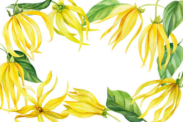 Frame of Ylang ylang flowers, Watercolor painting