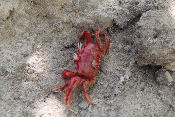crab on the beach