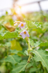 Fresh Eggplant or aubergine flower on blurred greenery background in garden, sunlight with copy space. Natural green plants, ecology, fresh wallpaper. Concept nature background