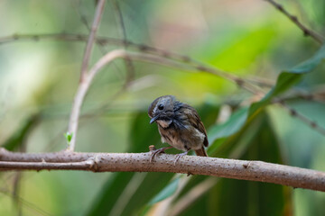 White - gorgeted Flycatcher