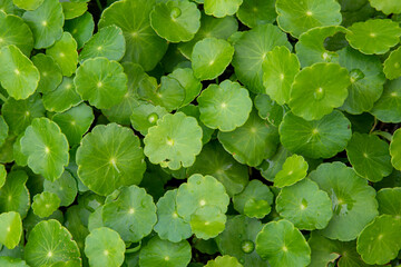 Fresh Gotu kola or Centella asiatica on blurred greenery background in garden, sunlight with copy space. Natural green plants, ecology, fresh wallpaper. Concept nature background