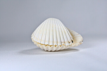 Pair of sea shell with cream tones